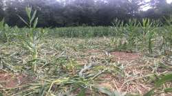 Unseasonal rains added to farmers' woes.