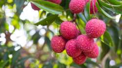 DYK litchi helps maintain blood pressure & increases libido? Know more amazing benefits 