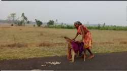 70 year old woman Surya Harijan walk barefoot for kms to collect pension, OLD woman viral video, FM 