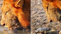 Lion walks away from persistent little turtle