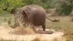 Mama elephant fights crocodile to save her baby