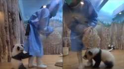 Baby panda playing with caretaker