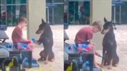 Boy playing doctor with pet dog