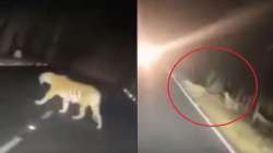 Tigress and cubs narrowly avoid speeding car