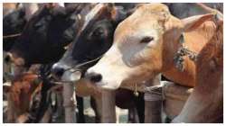 BSF seizes 86 Myanmar breed cattle in Tripura, 18 held