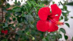 Hibiscus for haircare