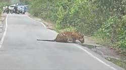 Viral video shows tiger drinking water on busy road