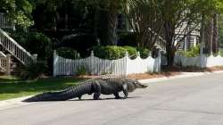 giant alligator crossing road