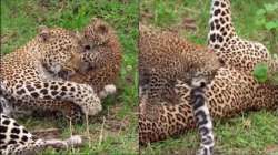 mother leopard and cub playing together