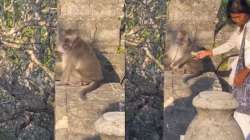 Naughty monkey snatches man's glasses