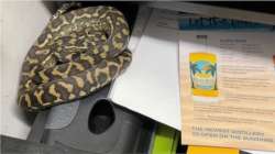 Python found in bar manager's desk drawer in Australia