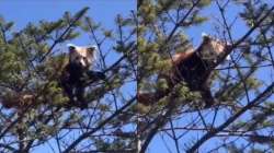 Endangered Red Panda spotted in Arunachal Pradesh