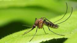 Mosquitoes may be attracted to soapy fragrances because they also feed on plant nectars.