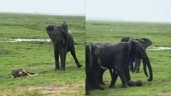 Elephant gives birth,