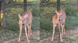 Deer eating snake