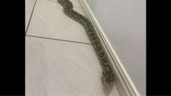 Python found in Australia home