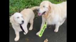 Golden retriever helps walk blind dog