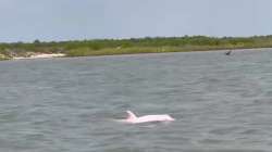 Rare pink dolphin off Louisiana coast goes viral 