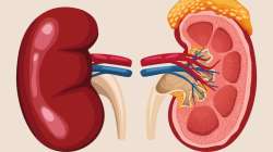 foods for kidney