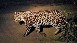 The leopard attacked some women who were going to a forest to collect fodder for their livestock.