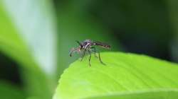 monsoon diseases