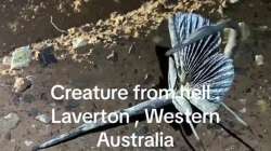 Mysterious creature in Australia