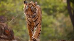 International Tiger Day 2023