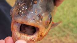 The fish in question turned out to belong to the Pacu family