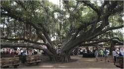 The 150-year-old Banyan tree imported from India in Maui, Hawaii