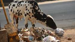 Doctors remove 30 kg of plastic from stomach of cow