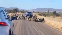 Viral video showing a leopard being attacked by 50 baboons in South Africa