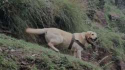 Indian Army performs last rites of 6-year-old labrador Kent killed in Rajouri encounter 