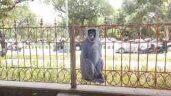 Cutout of Langur in Delhi