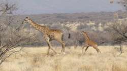 Spotless giraffe spotted in Africa