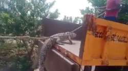 Farmers vent frustration by bringing crocodile to HESCOM office