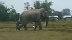 Elephant kills four