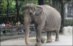 Mali, known as one of the world's saddest elephants residing in the Philippines.