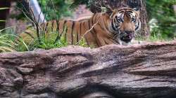 Maharashtra NEWS, TIGER KILLS elderly woman, 60 year old woman KILLED, tiger brutally attacked woman