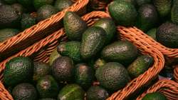 Avocados in a basket