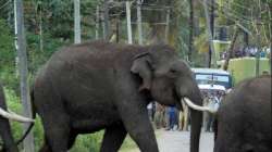 Jharkhand news, Two women trampled to death by elephant, elephant kills women in jharkhand, Simdega 