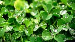 purslane