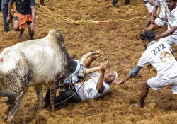 A bull belonging to Chinnakaruppu of Pudukottai district was presented with a car on behalf of state Youth Welfare and Sports Development Minister Udhayanidhi Stalin, as it skillfully evaded being tamed.