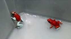 Poisonous dart frogs 