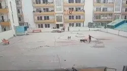 CCTV grab of dog accident