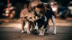 Andhra Pradesh dog attack, 7 year old girl attacked stray dogs, Tirupati, latest updates, stray dog 