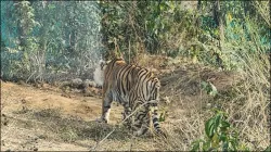 Oldest tigress ST-2 dies