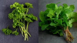 Parsley vs Peppermint