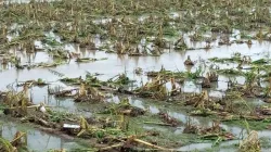 damaged crops