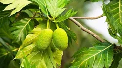 Superfood Breadfruit