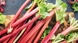 Rhubarb